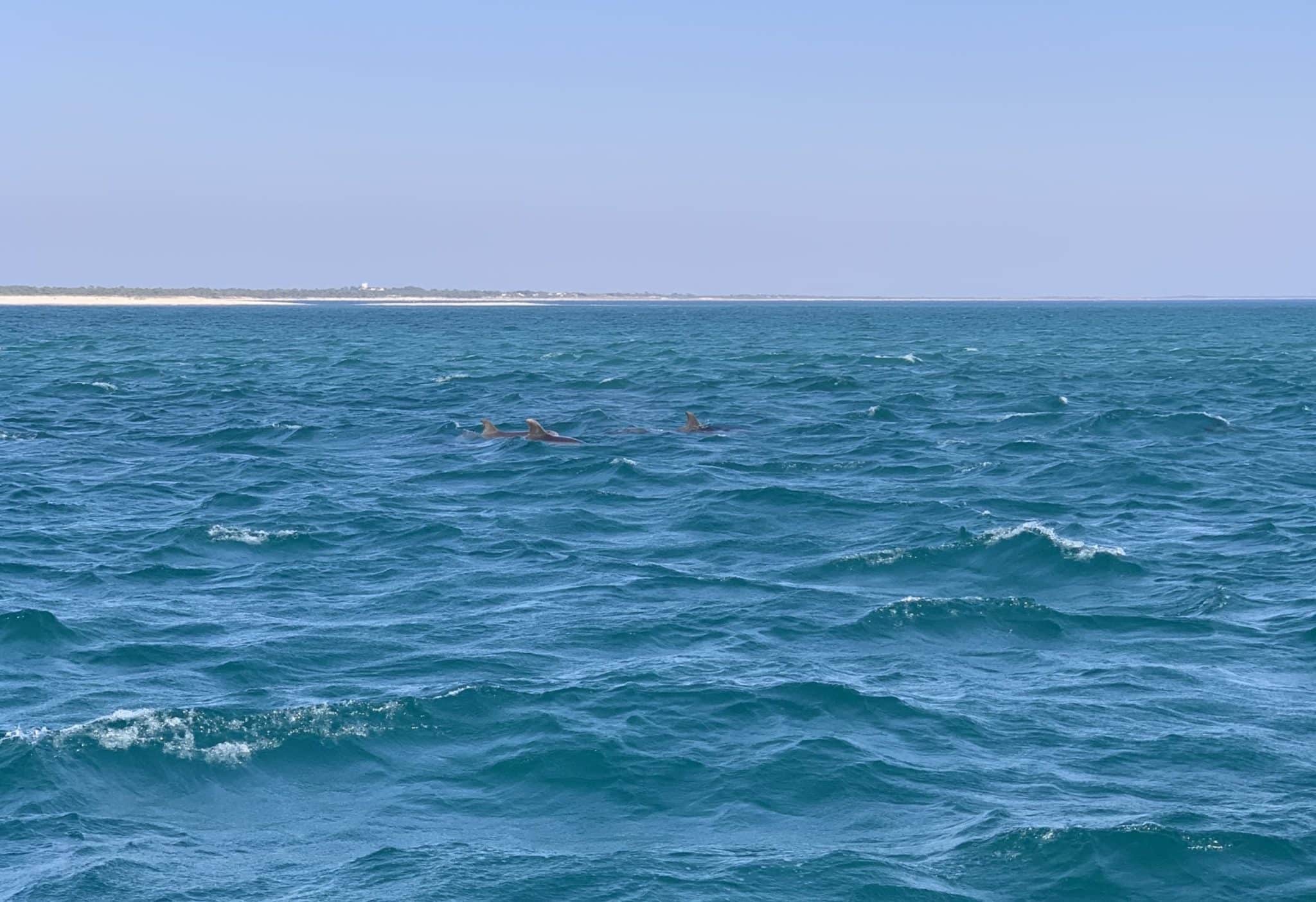 lissabon setubal troia delfine scaled